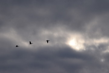 Geese