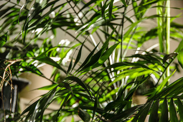 background palm leaves