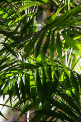 Obraz na płótnie Canvas background palm leaves