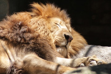 León