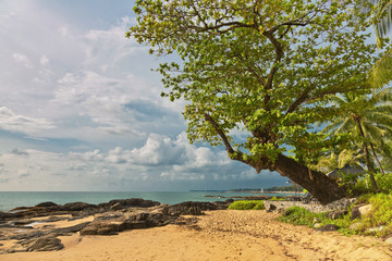 Fototapeta na wymiar Tropical beach in sunny day