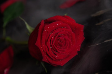 red rose on old black piano in fog