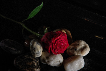red rose on stones
