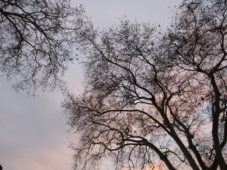 Lisbon and Brussels trees