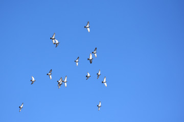 鳩の群れと青空