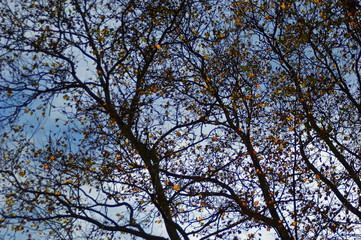 Golden autumn leaves still clinging to the tangled silhouette of tree branches set against blue and white bright sky.