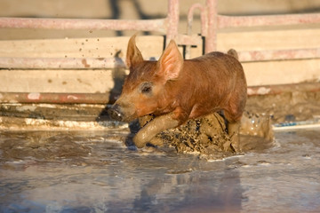 County Fair - Pig Wrestling
