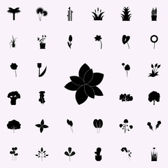 basil icon. Plants icons universal set for web and mobile