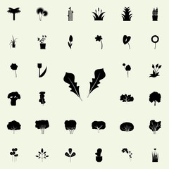 rukola icon. Plants icons universal set for web and mobile