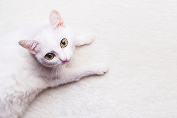 White adult cat with yellow eyes on a white soft carpet