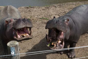 Two Hungry Hippos