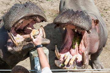 Two Hungry Hippos