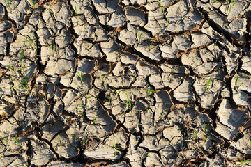 Cracked dry dirt land with the green sapling of plants, The concept of life has a way to grow and be filled with hope