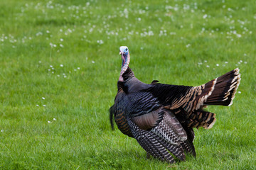 Male Turkey in Spring