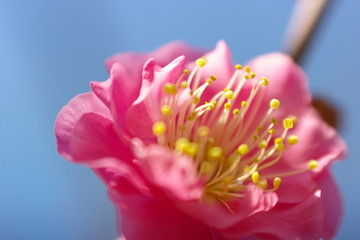 ピンクの花　梅