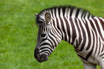 Fototapeta na wymiar Zebra in Spring