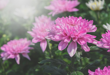 Closed up of pink Chrysanthemum Flower