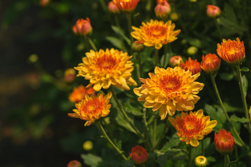 Yellow Chrysanthemum Flower with orange Center