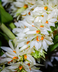 White wild orchid in forest, rare orchid