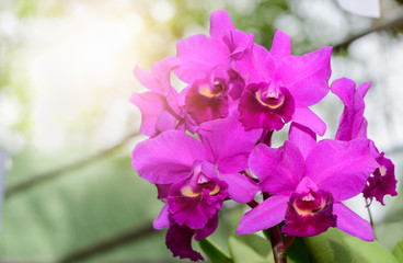 Bouquet of hybrid pink Cattleya orchid flower