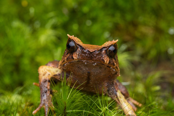 close up image of a Borneo horned frog from Borneo on green leaves