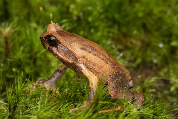 Naklejka premium close up image of a Borneo horned frog from Borneo on green leaves