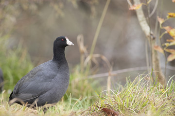 American coot lake park feeder