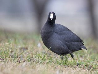 American coot lake park feeder