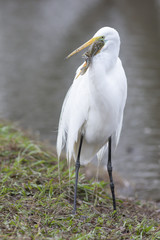 Ardea Alba Big Egret eating fish