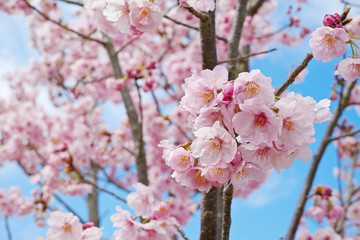 Obraz premium 枝に咲くピンクの桜の花