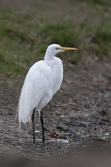 Fototapeta premium Ardea Alba Big Egret eating fish