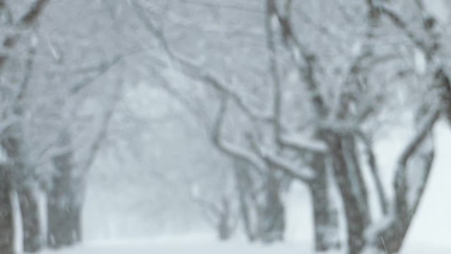 桜並木に降る雪　冬イメージ
