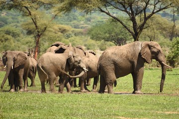 Fototapeta na wymiar Familia de Elefantes