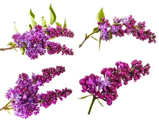 Foto op Plexiglas  set blossoming lilac with purple flowers. Isolated on white background © Юлия Буракова