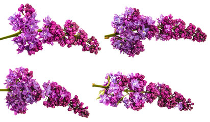 set blossoming lilac with purple flowers. Isolated on white background