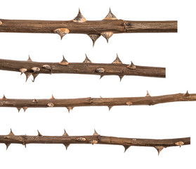  set dry stem rose bush. Isolated on white background