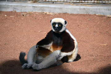 ring tailed lemur © MDR