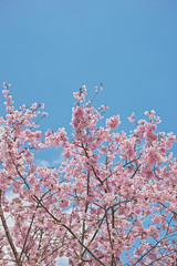 ピンクの桜の花と青空　縦長