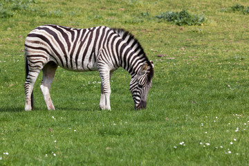 Obraz na płótnie Canvas Zebra Standing in Spring Grass