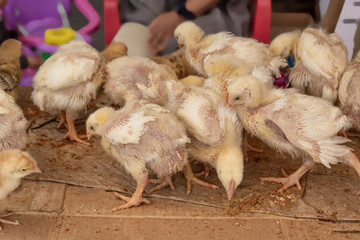 Selling small chicks on the market