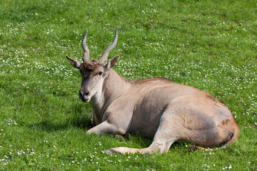 Spiral Horned Antelope