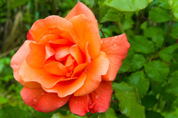 Raindrops on the petals of a beautiful orange rose in the summer garden