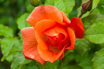 Raindrops on the petals of a beautiful orange rose in the summer garden