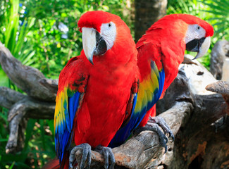 Naklejka na ściany i meble Scarlet macaws portrait 