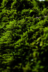 Fototapeta premium green fern background