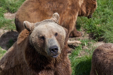 Obraz premium Pouting Brown Bear