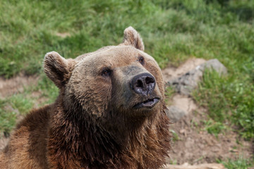 Obraz premium American Brown Bear