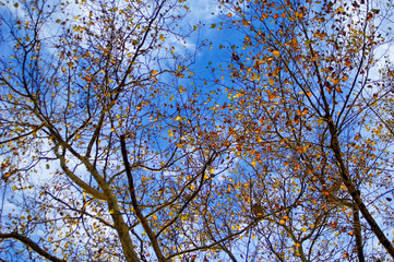 Golden autumn leaves still clinging to the tangled silhouette of tree branches set against blue and white bright sky.