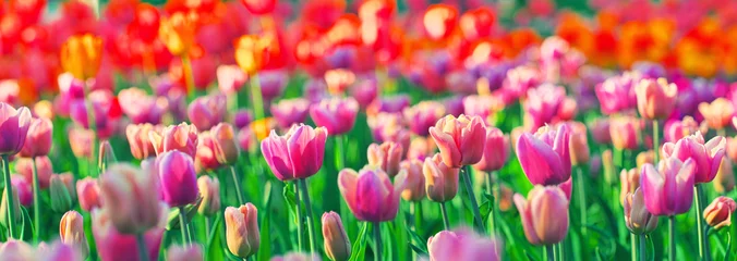 Gordijnen Group of colorful tulip. red, pink, coral flower tulip lit by sunlight. Soft selective focus, tulip close up, toning. Bright colorful tulip photo on thrive green background © raisondtre