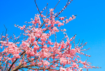 The buds and inflorescences of beautiful flowers of sakura or cherry tree bloom and blossom during spring flowering against a bright blue sky
